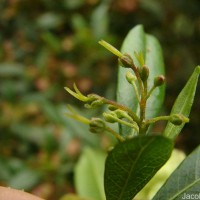 Dodonaea viscosa Jacq.
